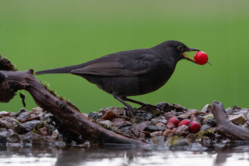 Black thrush with hawthorn fruit