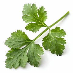 Coriander herb leaf spice isolated on white background