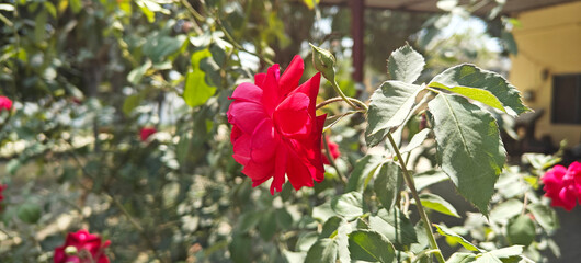 A close up shoot of red rose.