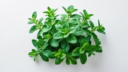 Obraz premium Top view of fresh green oregano leaves on a white background