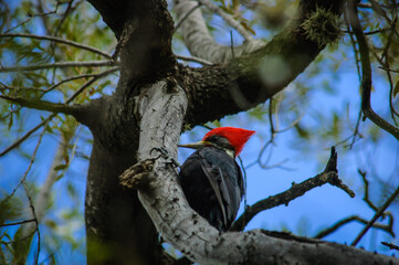 Low-angle view of a cream-backed woodpecker