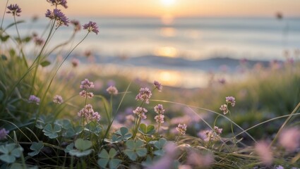Fototapeta premium Clover and grass blooms shining under the sun beside the sea