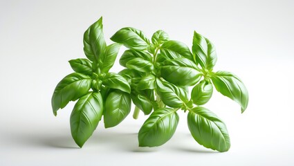 Isolated fresh basil on a plain white background.