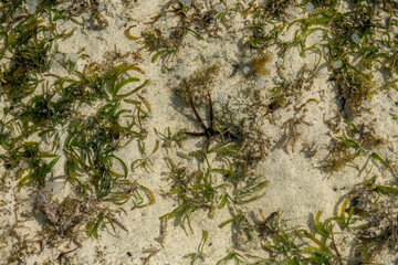 Wężowidła (brittle stars), denne zwierzęta morskie, o budowie ciała podobnej do rozgwiazd. Ocean Indyjski, safari morskie, Kenia, Afryka