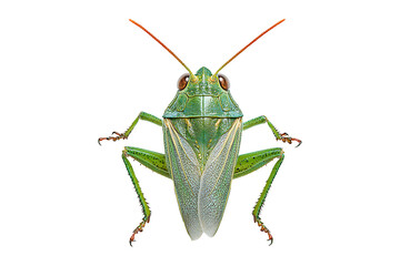 Dangerous Shiny Green Giant Grass Hopper isolated on transparent background
