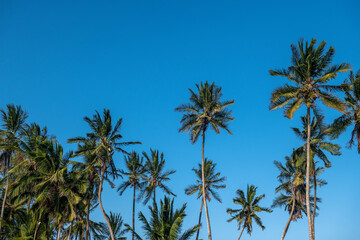 korony palmy kokosowej z długimi zielonymi liśćmi, w świetle dziennym na tle błękitnego bezchmurnego nieba. Gotowa tapeta z natura © Kamil_k2p