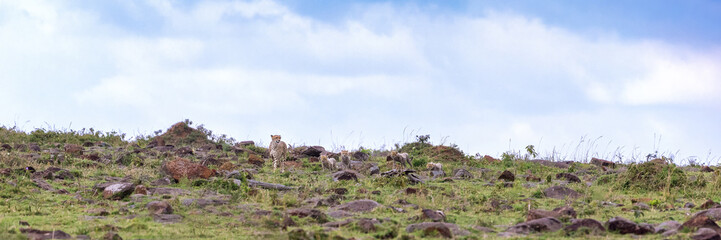 A family of cheetahs, Acinonyx jubatus, with a mother and four cubs. Wide panoramic view in the Masai Mara, Kenya.