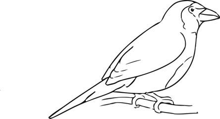 How to draw a Bird 