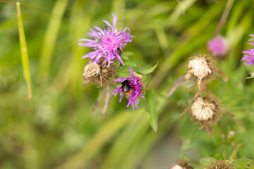 vista macro di un bombo su un fiore color magenta, di giorno, in estate, con sfondo sfuocato