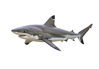 Isolated Gray Shark Powerful Swimming Motion