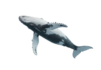 Isolated Humpback Whale Majestic Ocean Giant