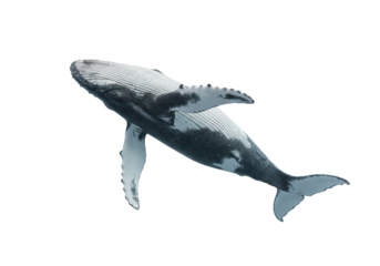 Isolated Humpback Whale Majestic Ocean Giant