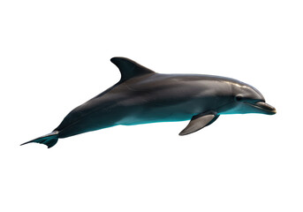 Isolated Sleek Bottlenose Dolphin Detailed Marine Life