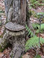 Mycophile 