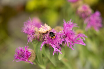 vista macro di un bombo su un fiore color magenta, di giorno, in estate, con sfondo sfuocato