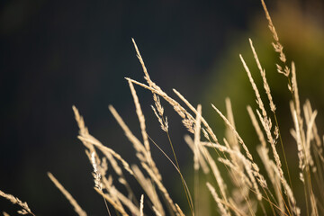 vista macro di fili di piante erbacee secche, color giallo sbiadito, in un ambiente naturale di montagna, con sfondo sfuocato e scuro, in estate