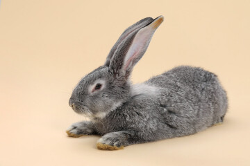 Fluffy grey rabbit on beige background. Cute pet