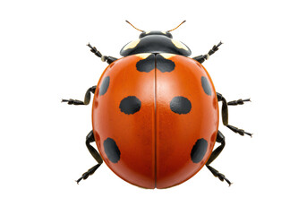Isolated Detailed Ladybug with Symmetrical Black Spots © Matteo