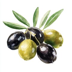 Watercolor Painting of Green and Black Olives with Leaves