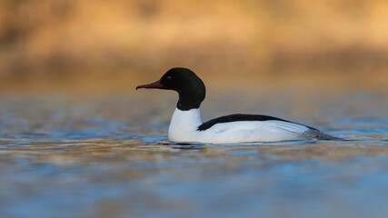 Male goosander or common merganser (Mergus merganser) swimming on the River Tay on a spring evening, Scotland. 
