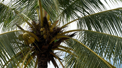 Vibrant coconut palm trees against a clear blue sky in Makassar, Indonesia, embodying tropical...