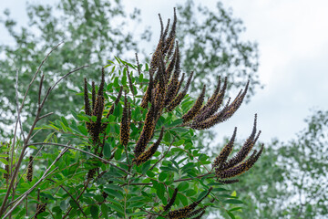 Purple inflorescence of amorpha fruitcosa bloom on branches of shrub. Deciduous bush false indigo...