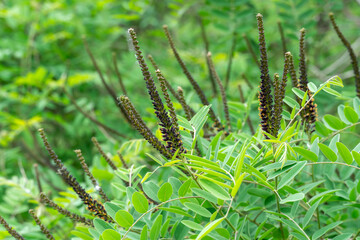 Purple inflorescence of amorpha fruitcosa bloom on branches of shrub. Deciduous bush false indigo of genus amorpha of legume family fabaceae. Used for slope greening in woodland.