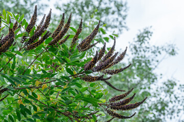 Purple inflorescence of amorpha fruitcosa bloom on branches of shrub. Deciduous bush false indigo of genus amorpha of legume family fabaceae. Used for slope greening in woodland.