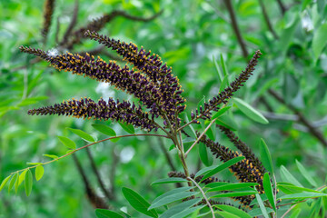 Purple inflorescence of amorpha fruitcosa bloom on branches of shrub. Deciduous bush false indigo of genus amorpha of legume family fabaceae. Used for slope greening in woodland.