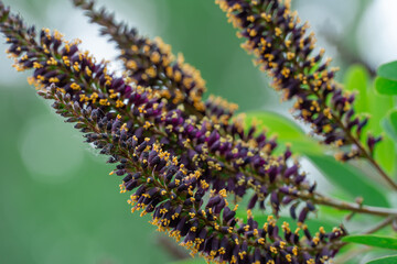 Purple inflorescence of amorpha fruitcosa bloom on branches of shrub. Deciduous bush false indigo of genus amorpha of legume family fabaceae. Used for slope greening in woodland.