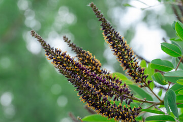 Purple inflorescence of amorpha fruitcosa bloom on branches of shrub. Deciduous bush false indigo of genus amorpha of legume family fabaceae. Used for slope greening in woodland.