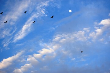 birds are flying in the blue sky to the east, surrounded by clouds near the moon.