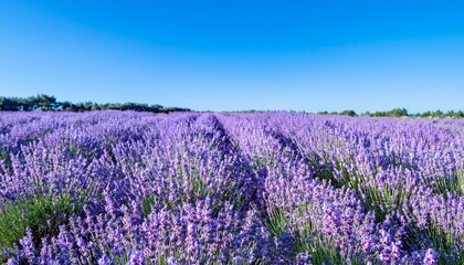 Naklejka premium 青空の下に広がるラベンダーの花畑5