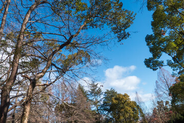 冬の晴れた日の公園　滋賀県大津市皇子が丘公園