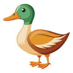 Duck isolated clipart on white background