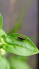 Small Brown Planthopper on a Green Leaf