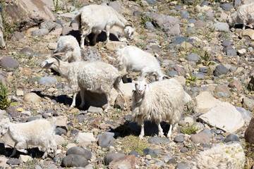 A herd of Angora goats among the rocks