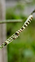 Detailed View of a Grass Seed Head