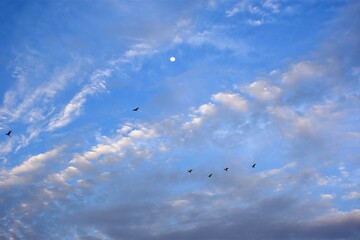 birds are flying in the blue sky to the east, surrounded by clouds near the moon.