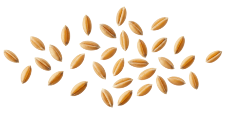 Isolated Pattern of Scattered Spelt Grains on White Backdrop