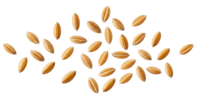 Isolated Pattern of Scattered Spelt Grains on White Backdrop