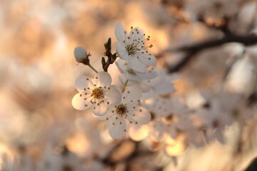 Close-up of white cherry blossoms at sunset, spring, Poland