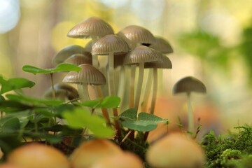 Mushrooms growing on a tree trunk in the forest 