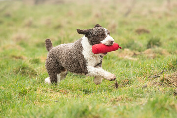 Spanish Water Dogs