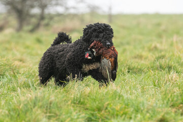 Spanish Water Dogs
