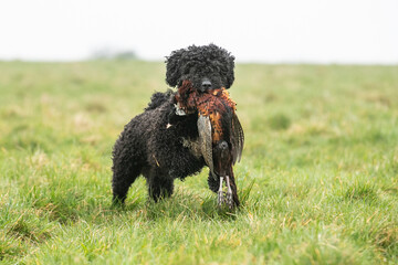 Spanish Water Dogs