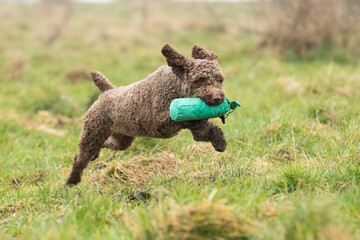 Spanish Water Dogs