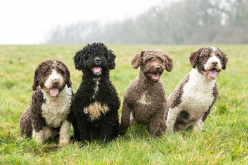 Spanish Water Dogs