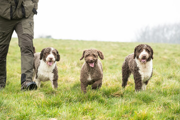 Spanish Water Dogs