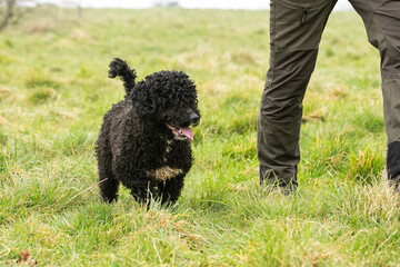 Spanish Water Dogs